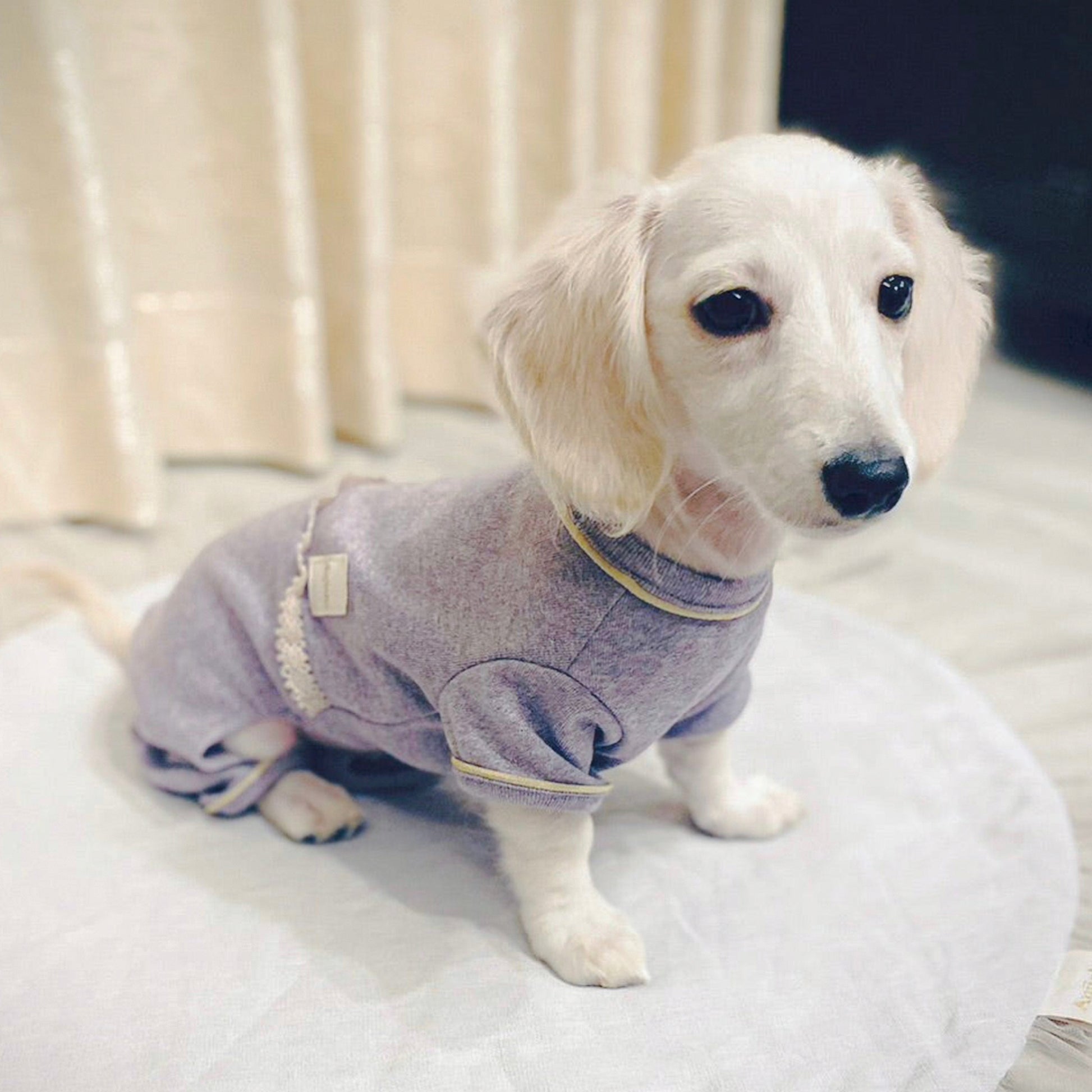 ダックスフンドの子犬がパイピングストレッチレースロンパースを着用
