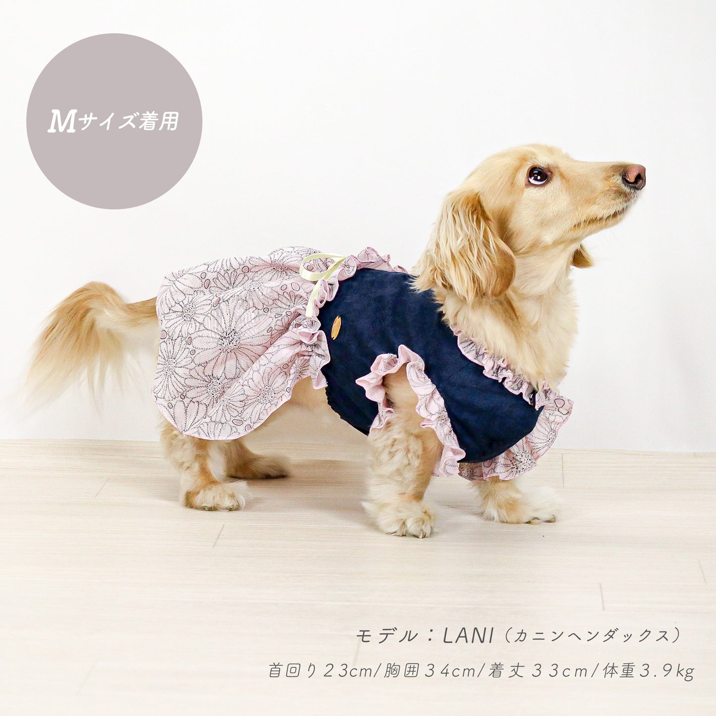 ダックスフンドがジャガードフラワーワンピースを着ている
