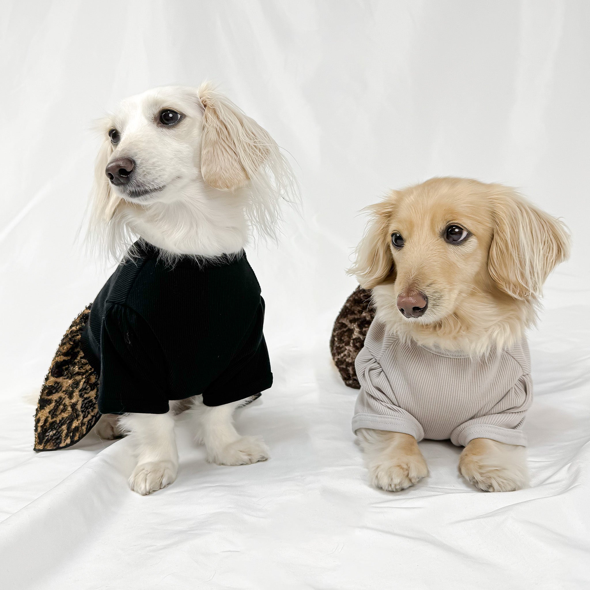 犬服 Anjinho｜ダックスフンドのための上質な犬服ブランド