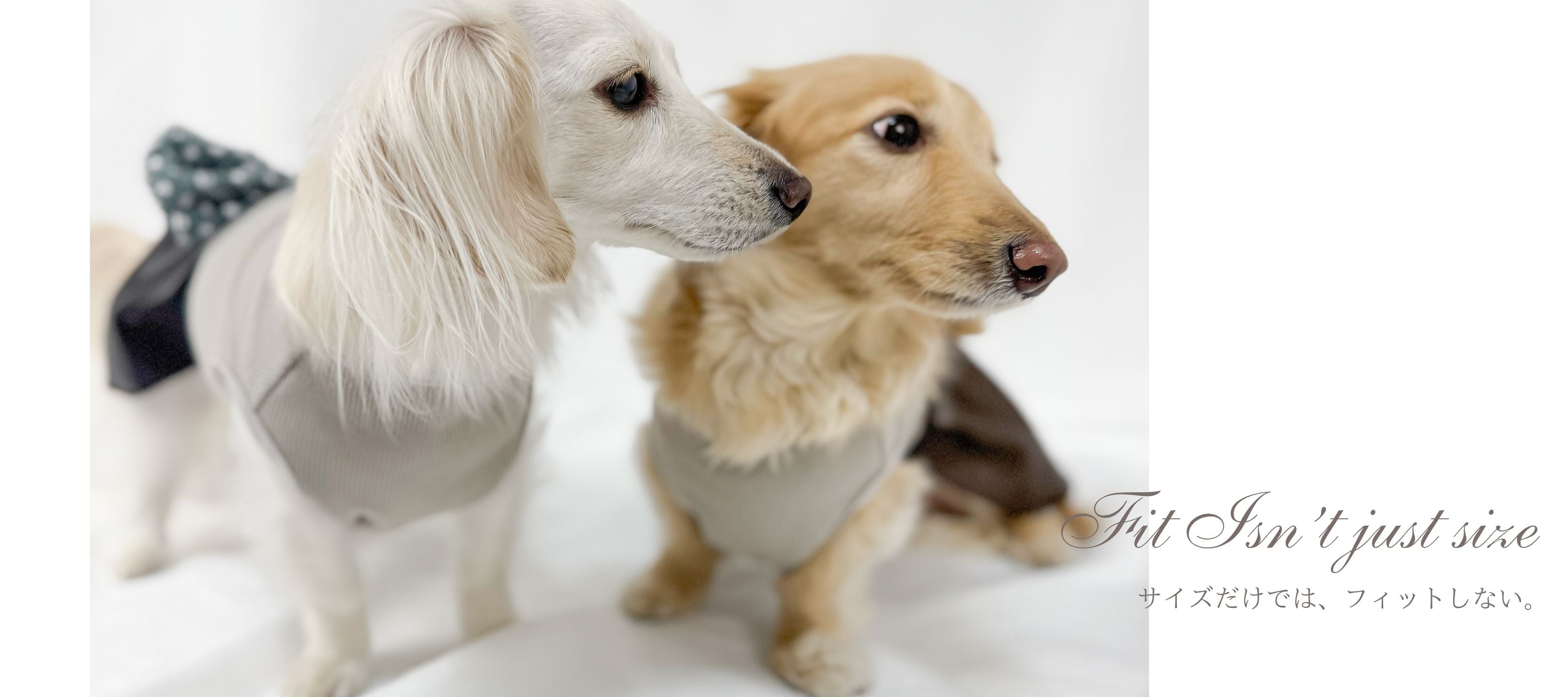 ダックスフンド専門の犬服ブランド｜Anjinho