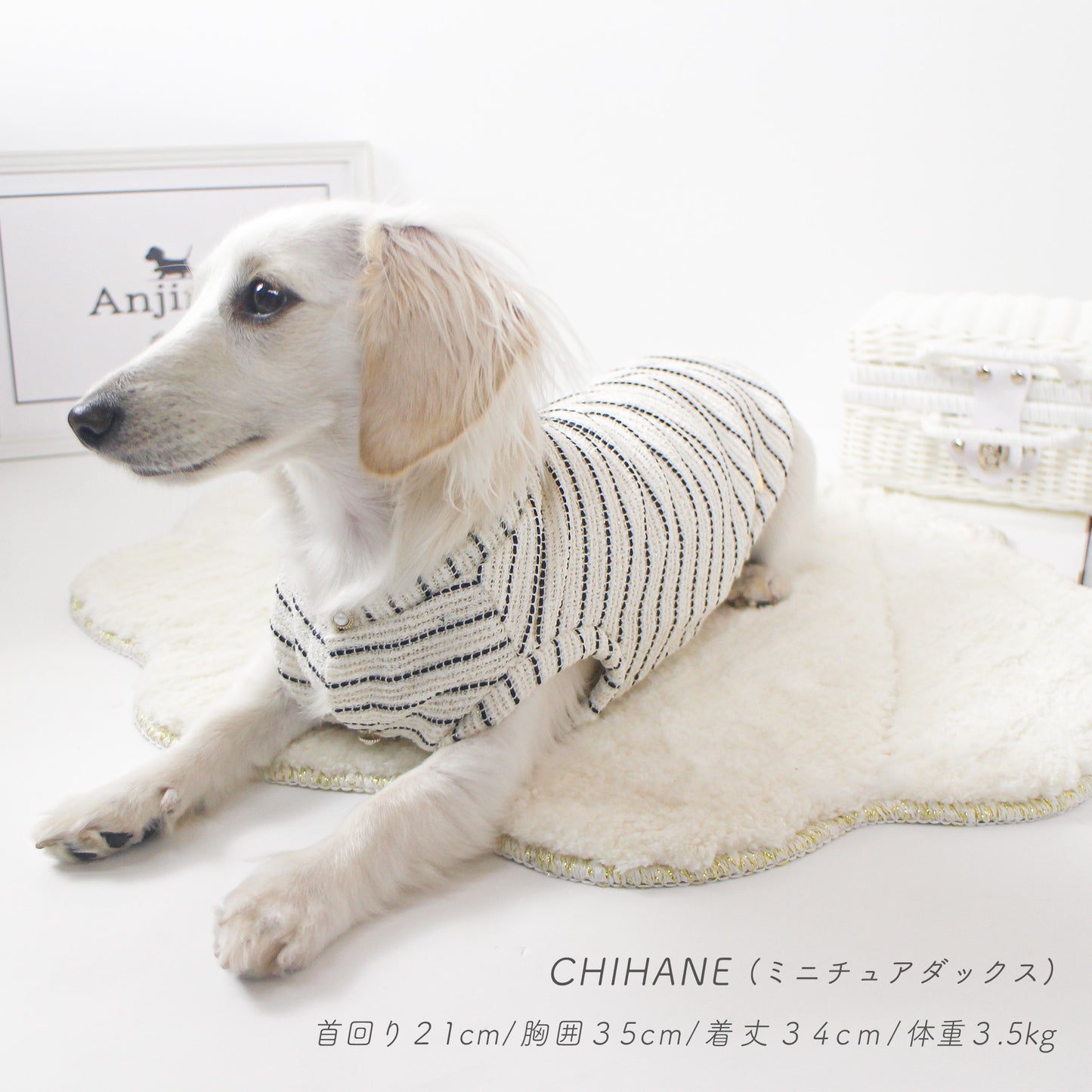 ダックスフンドがシャイニーボーダートップスを着用
