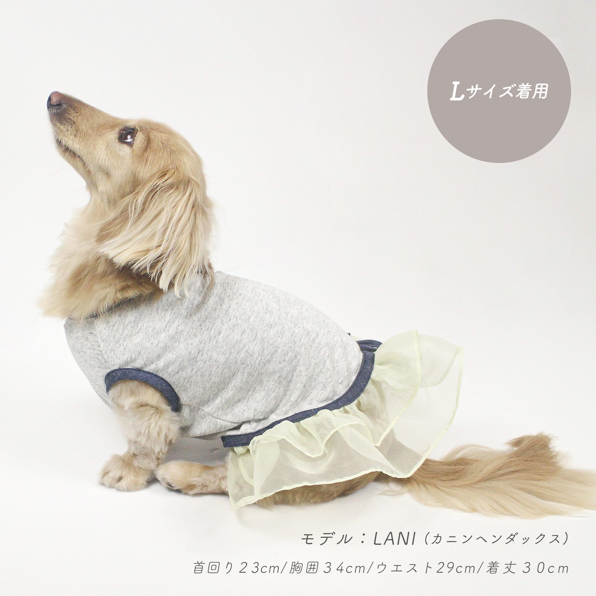 ダックスフンドがチュールぺプラムデニムトップスを着ている
