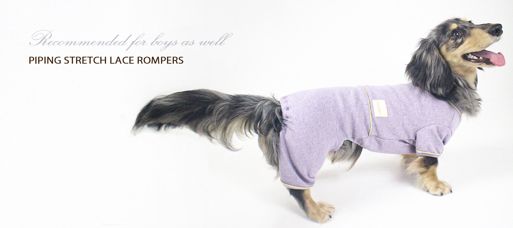 ダックスフンドがパイピングストレッチレースロンパースを着ている
